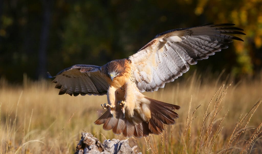 red tailed hawk landing