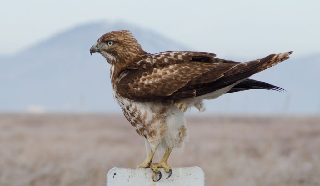 Rough-legged hawk