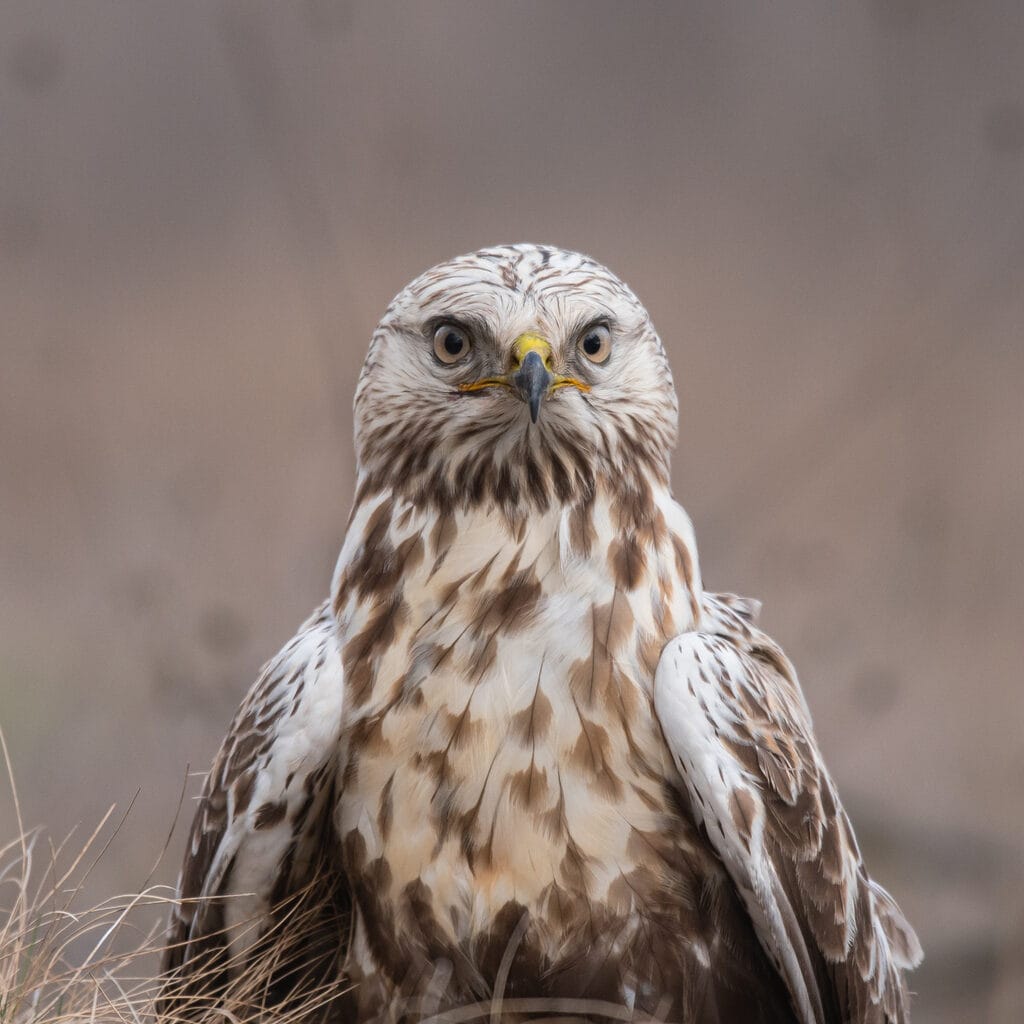 rough legged hawk close up