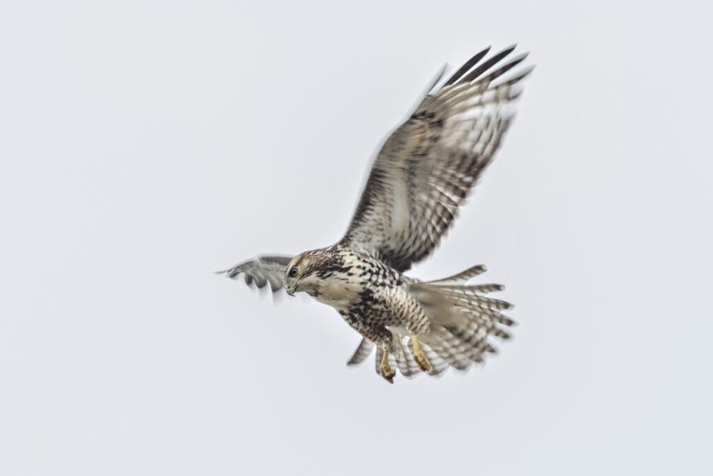 rough legged hawk flying