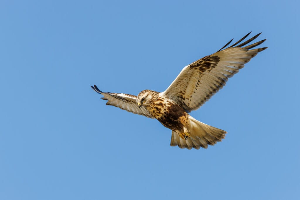 rough legged hawk hovering