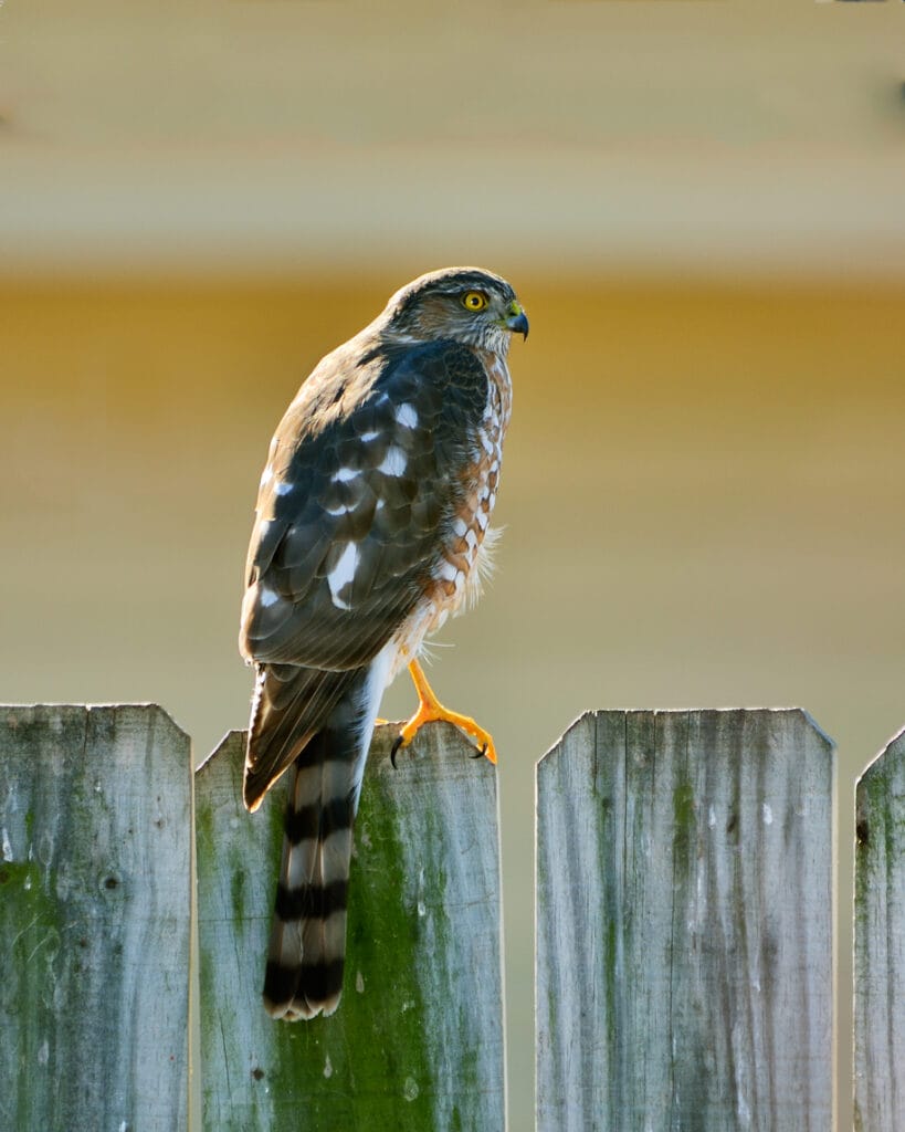 Sharp-shinned Hawk