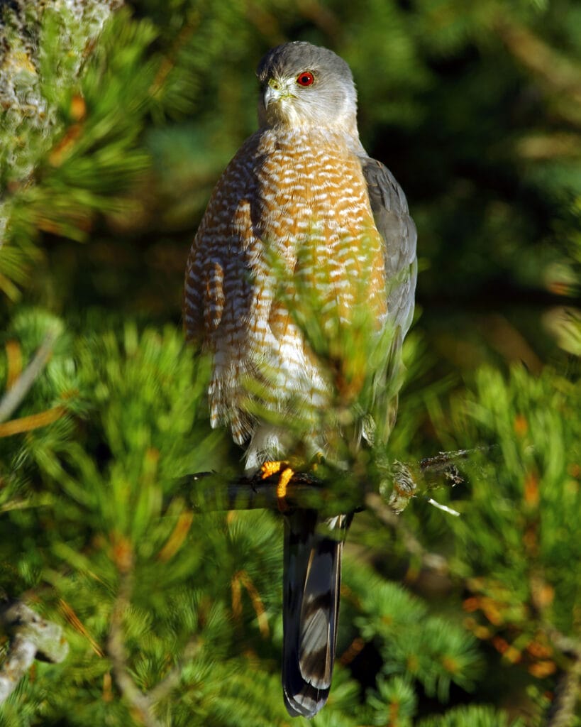 sharp shinned hawk in a tree