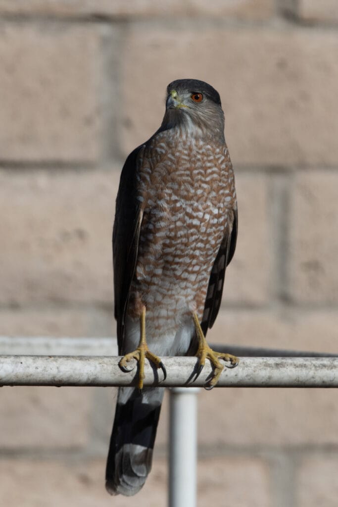 sharp shinned hawk on a pole