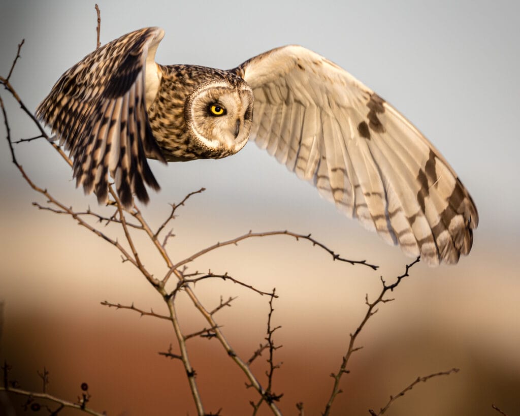 short eared owl landing
