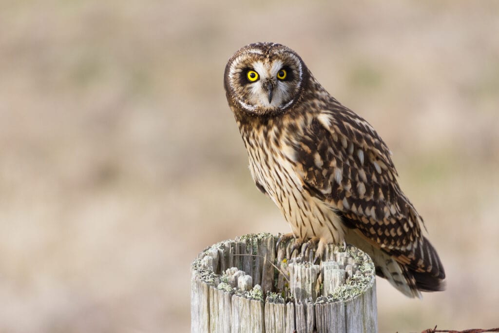 short eared owl on a stump