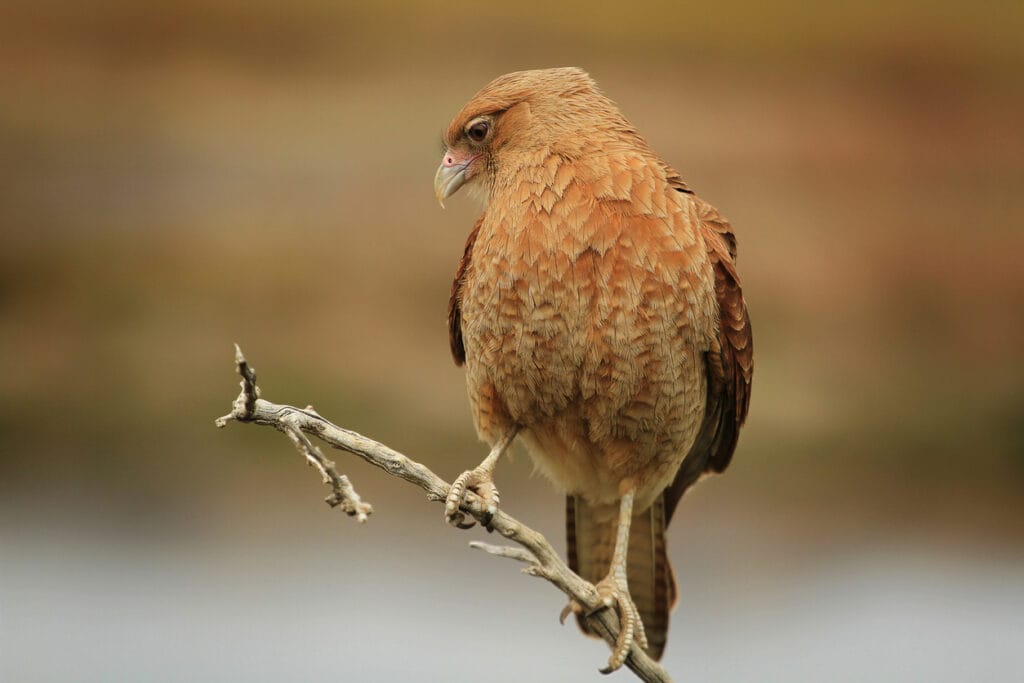 small hawk on branch