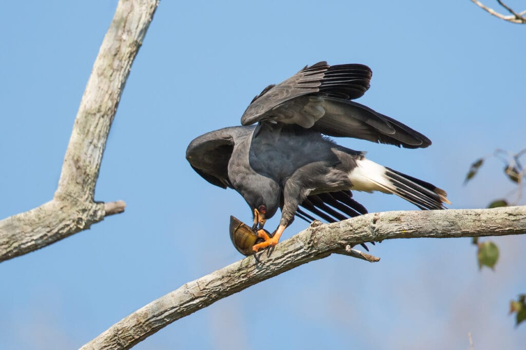 snail kite