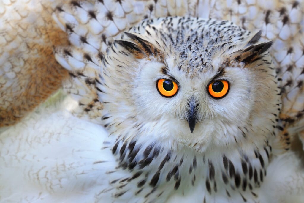 Snowy owl looking