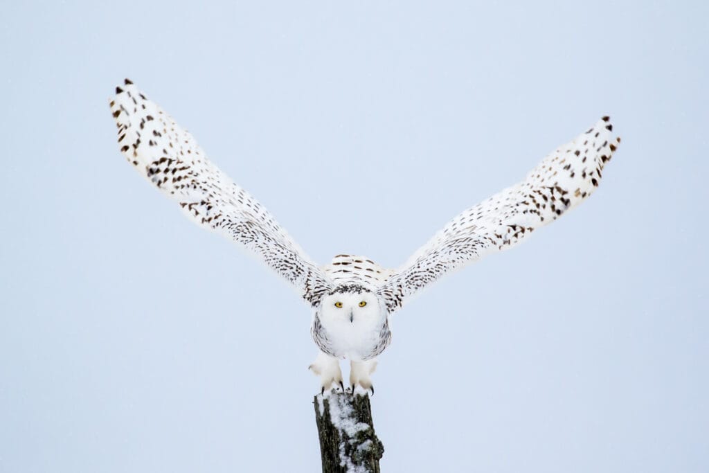 snowy owl in flight