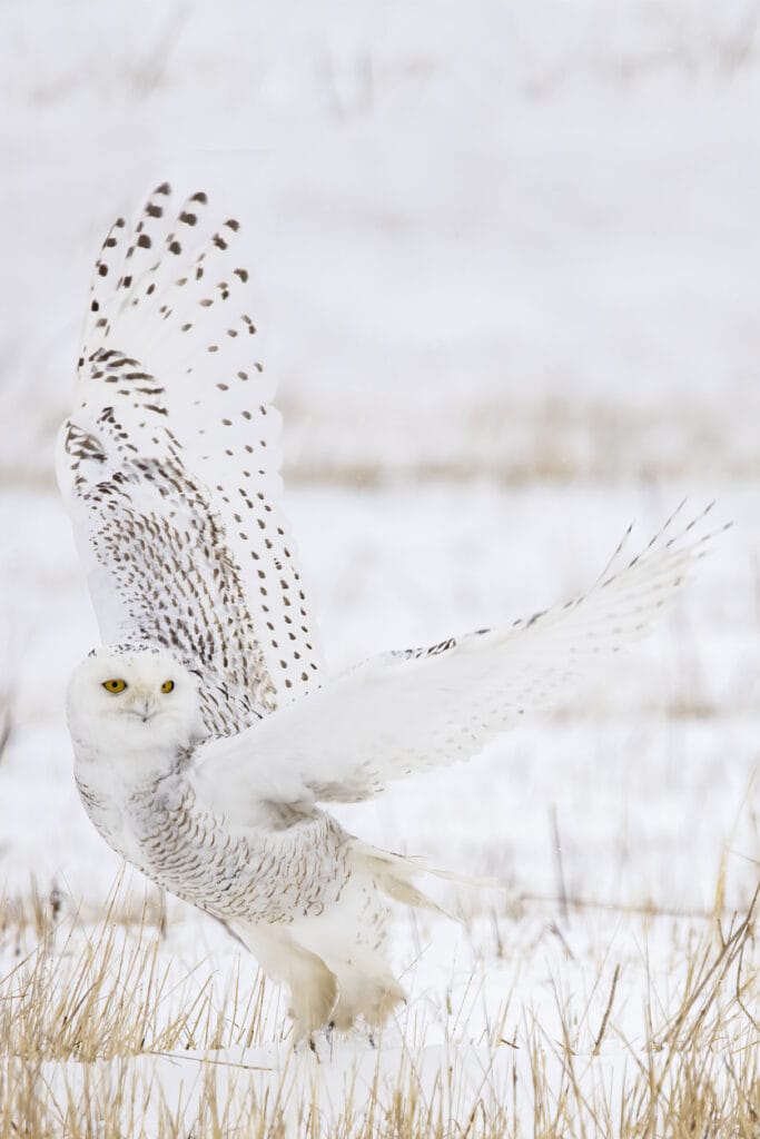 A Snowy owl in a field