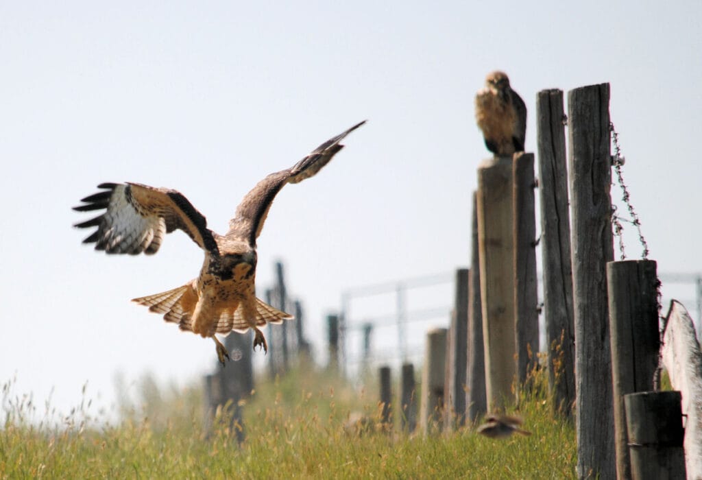 swainsons hawk hunting