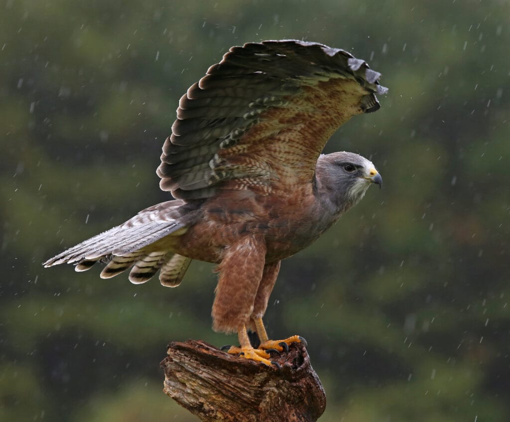 Swainson's Hawk with Wings Spread