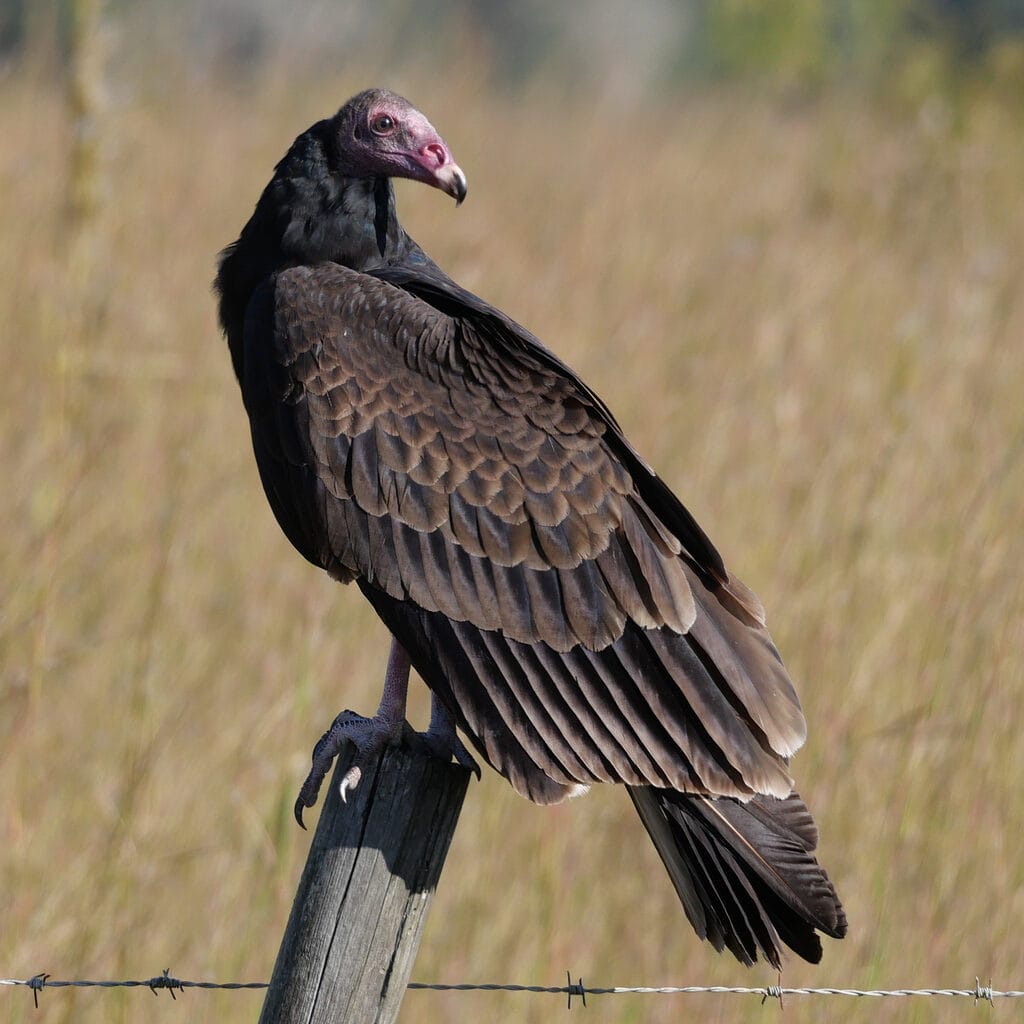 Turkey vulture