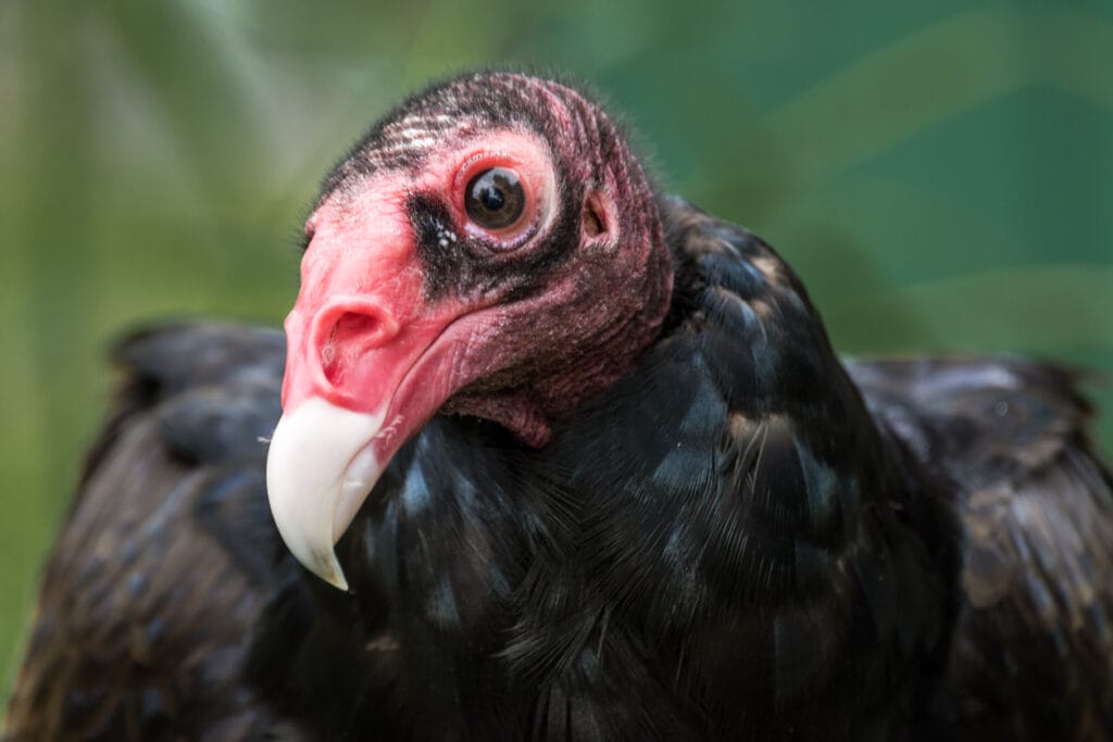 turkey vulture close up