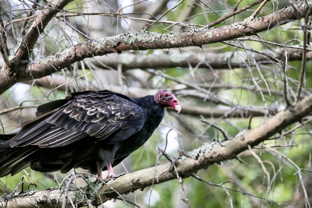 turkey vulture in a tree