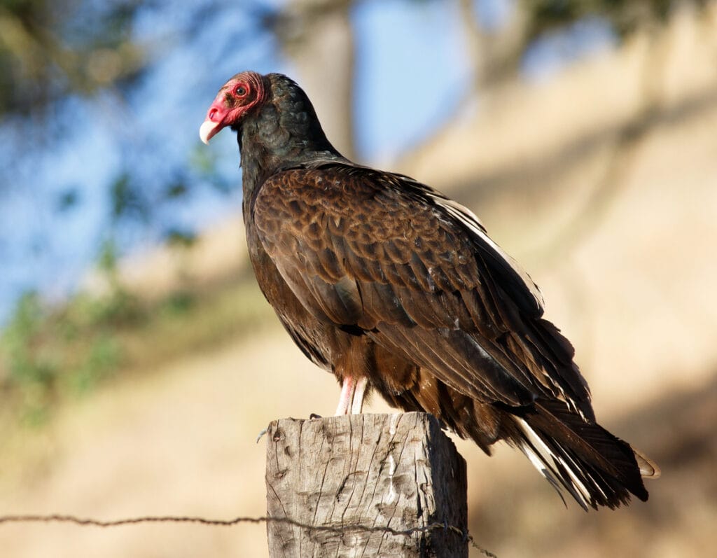 turkey vulture on a fence