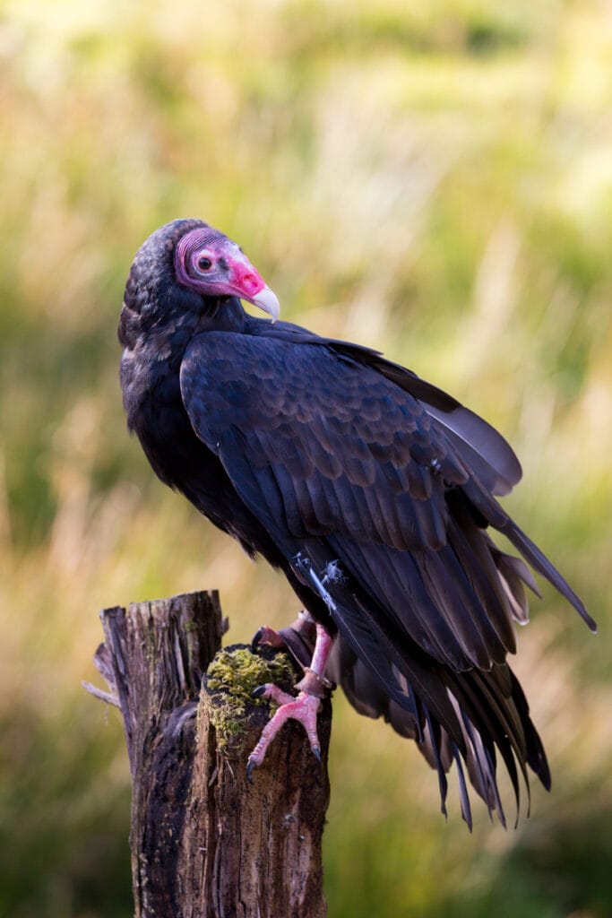 turkey vulture on a stump
