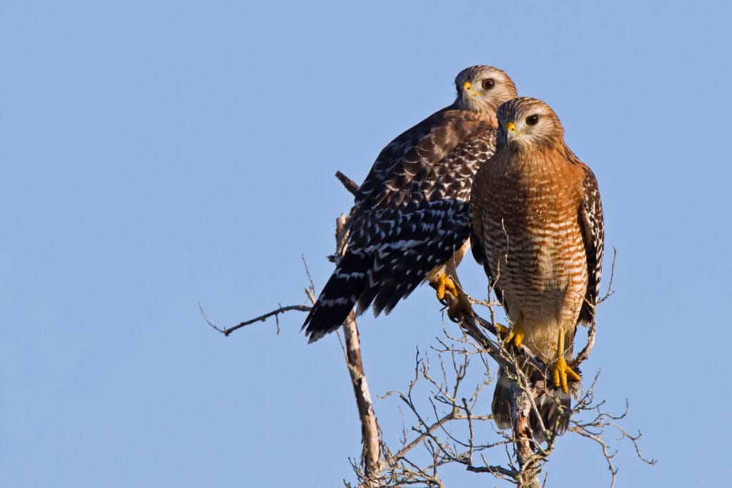 two hawks in a tree