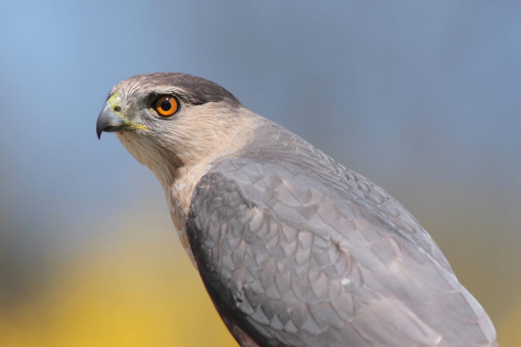 wary coopers hawk