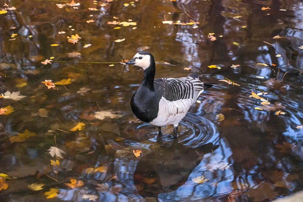 Barnacle Goose