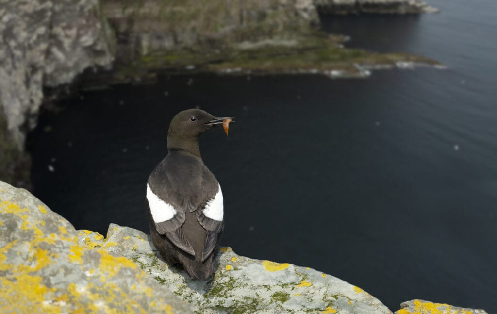 Black Guillemot