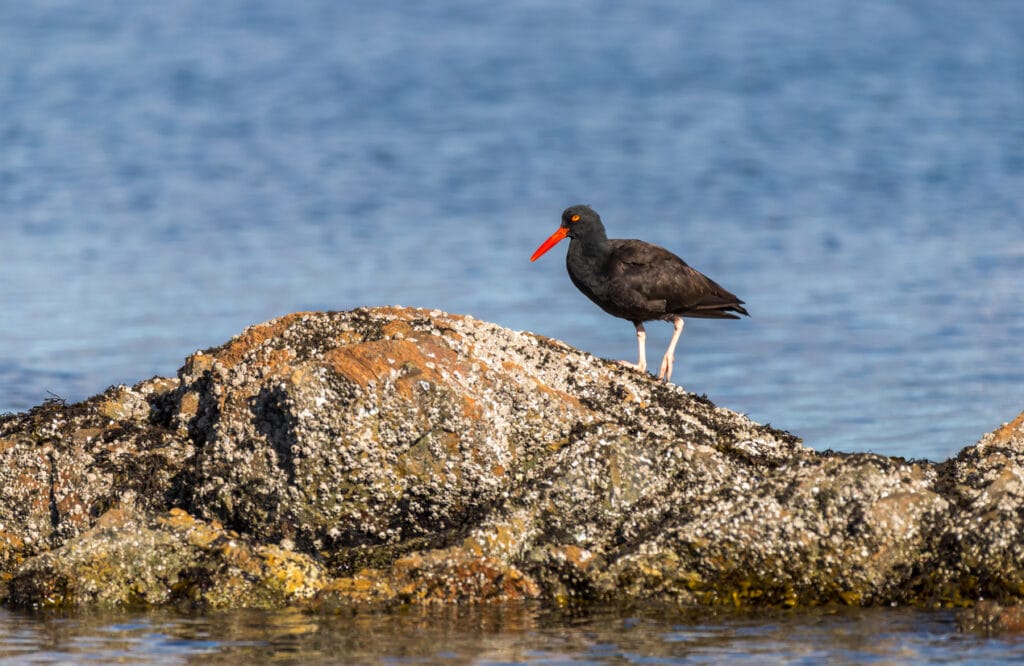 Black oystercatchers