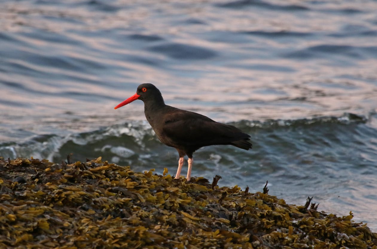 California Seabirds: Top 14 Bird Species to Find in the Golden State