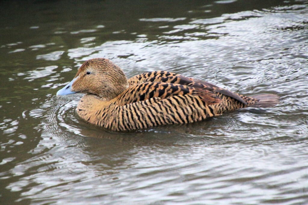 Common Eider