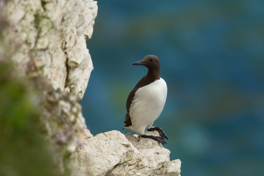 Common Murre