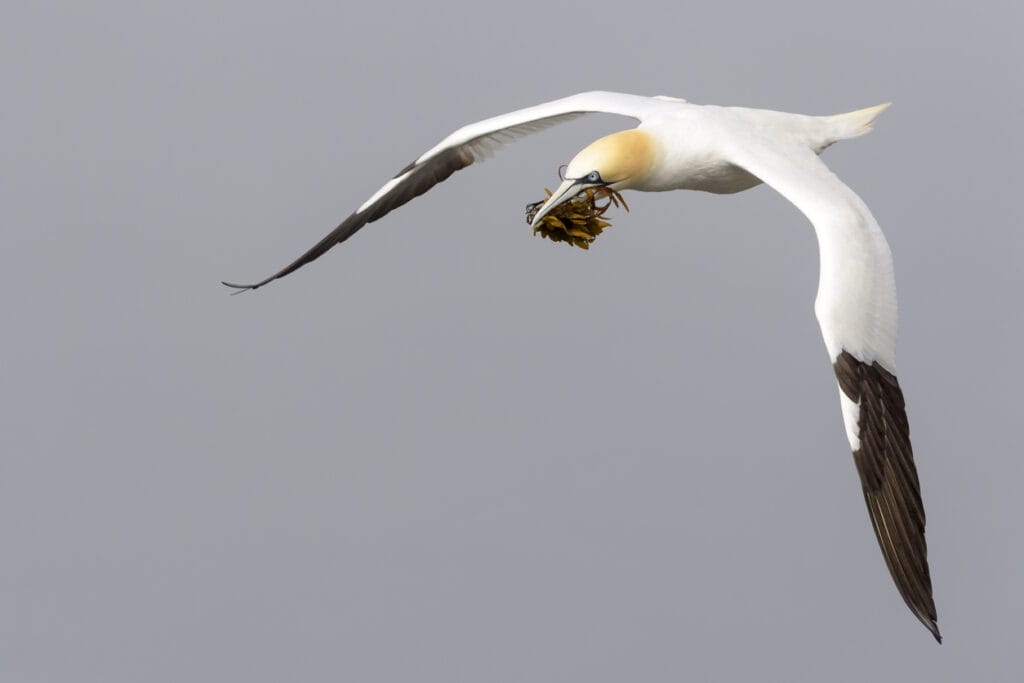 Northern Gannet flying