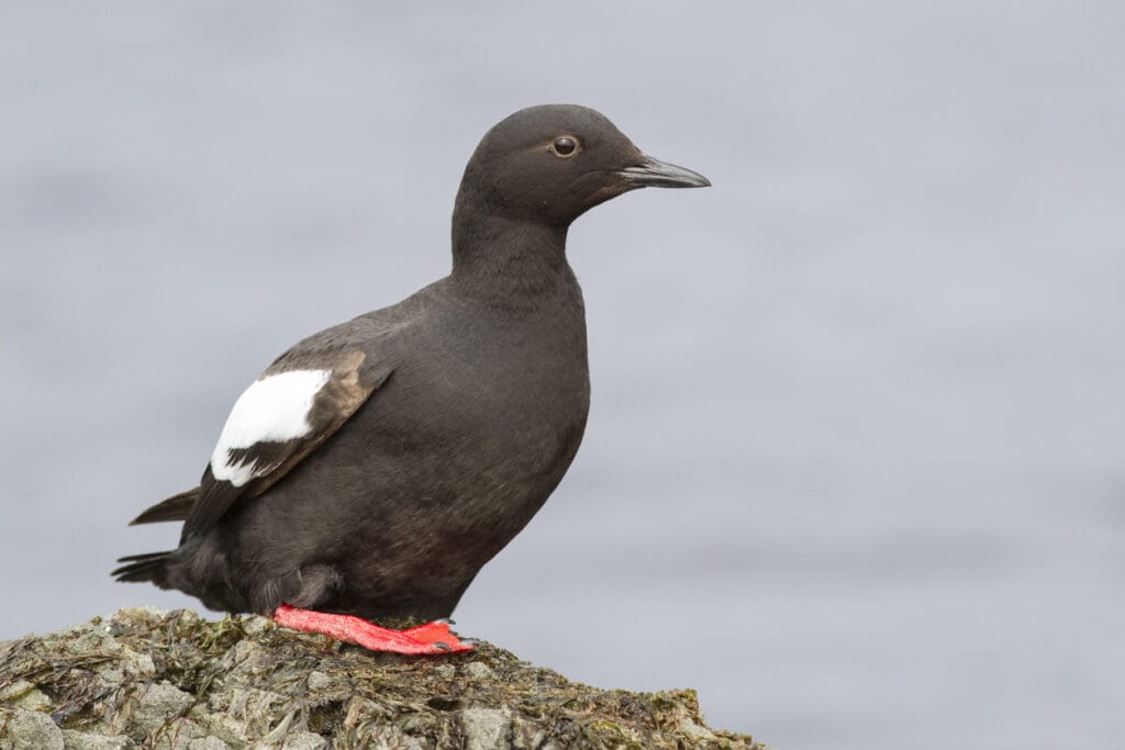 Pigeon Guillemot