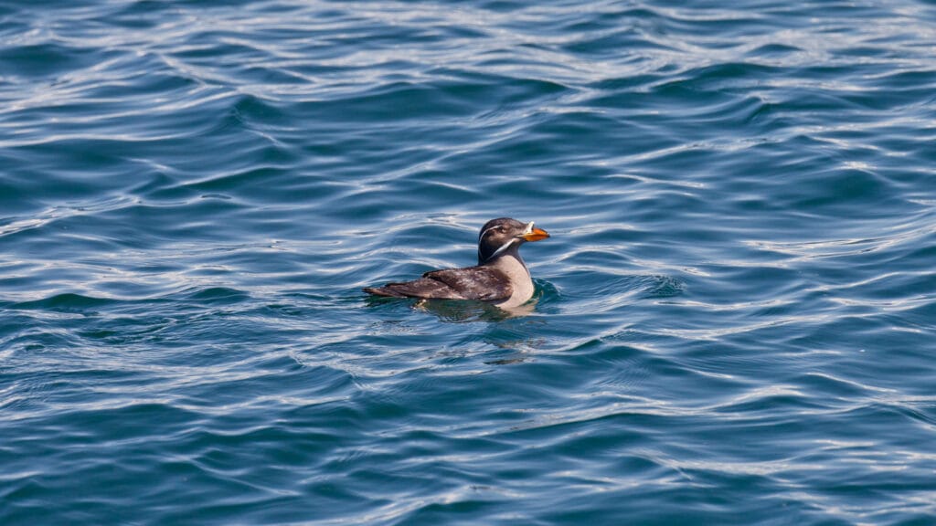 Rhinoceros Auklet