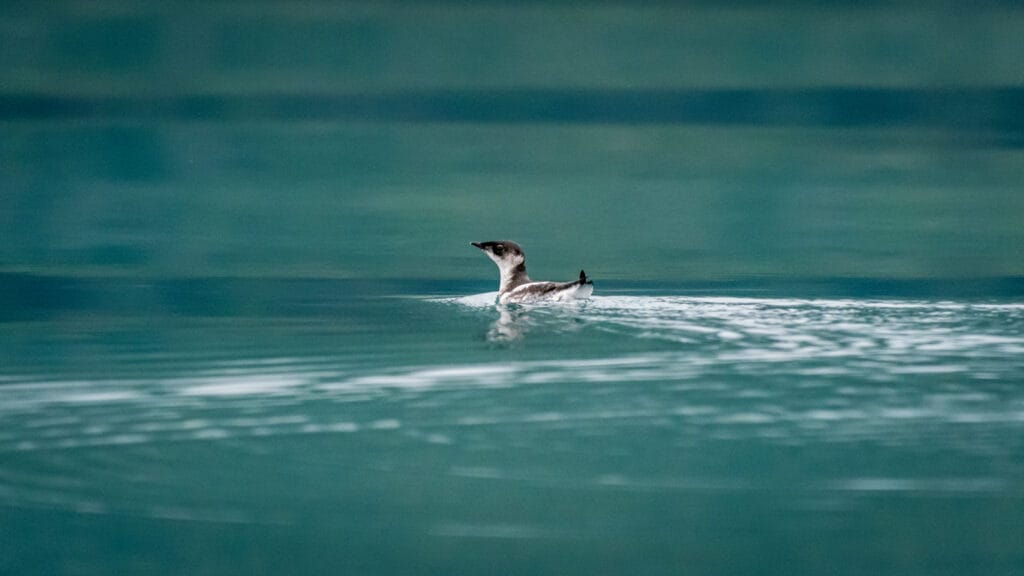 Scripps's Murrelet