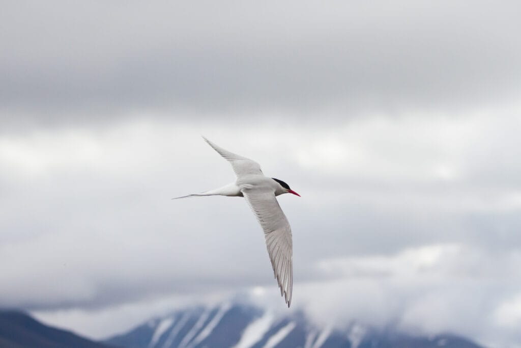 arctic tern