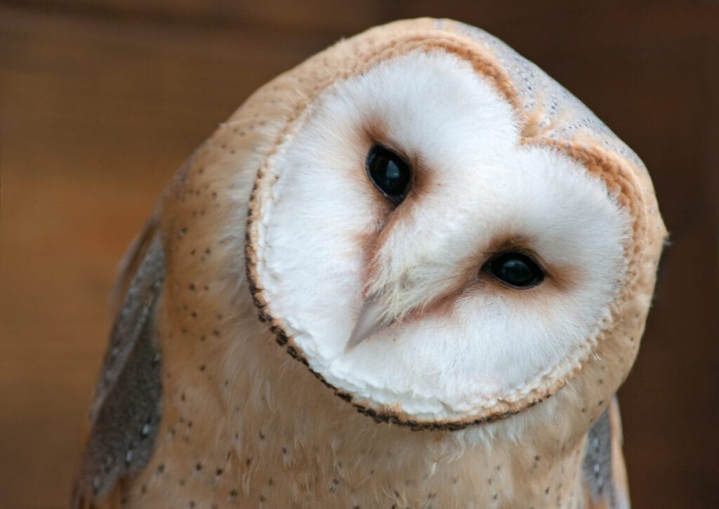  barn owl close up