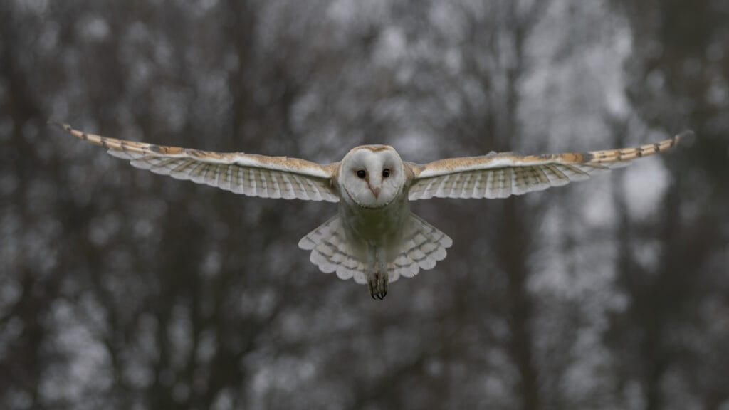 Flying Barn owl 