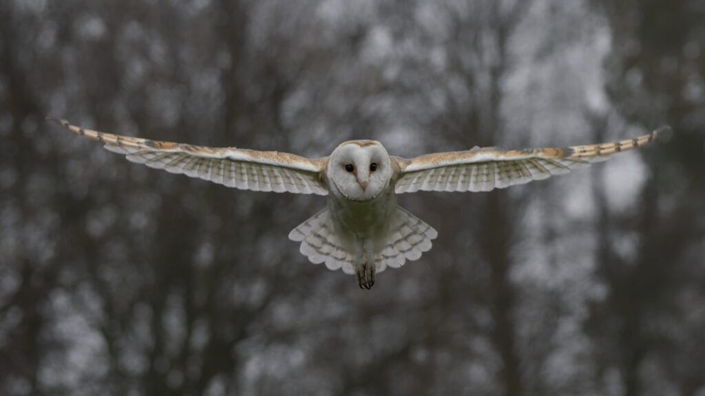 barn owl hunting