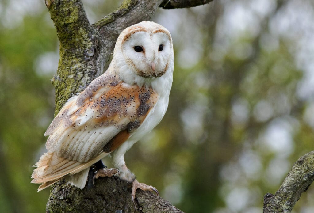 barn owl in north carolina