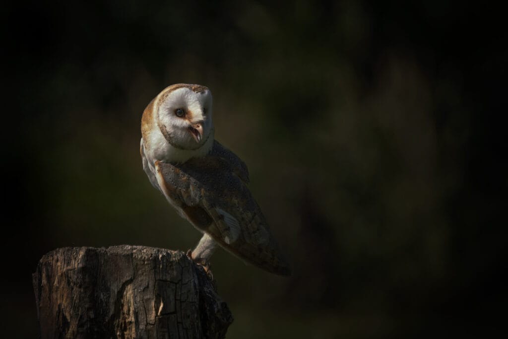 barn owl on a stump