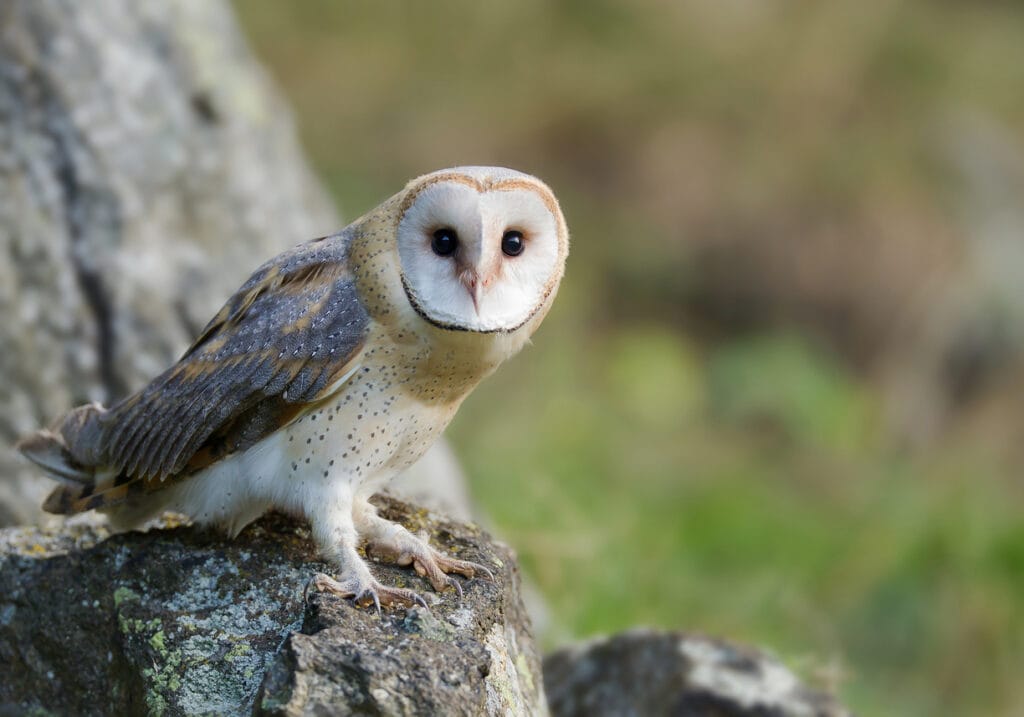 Barn owl in kansas