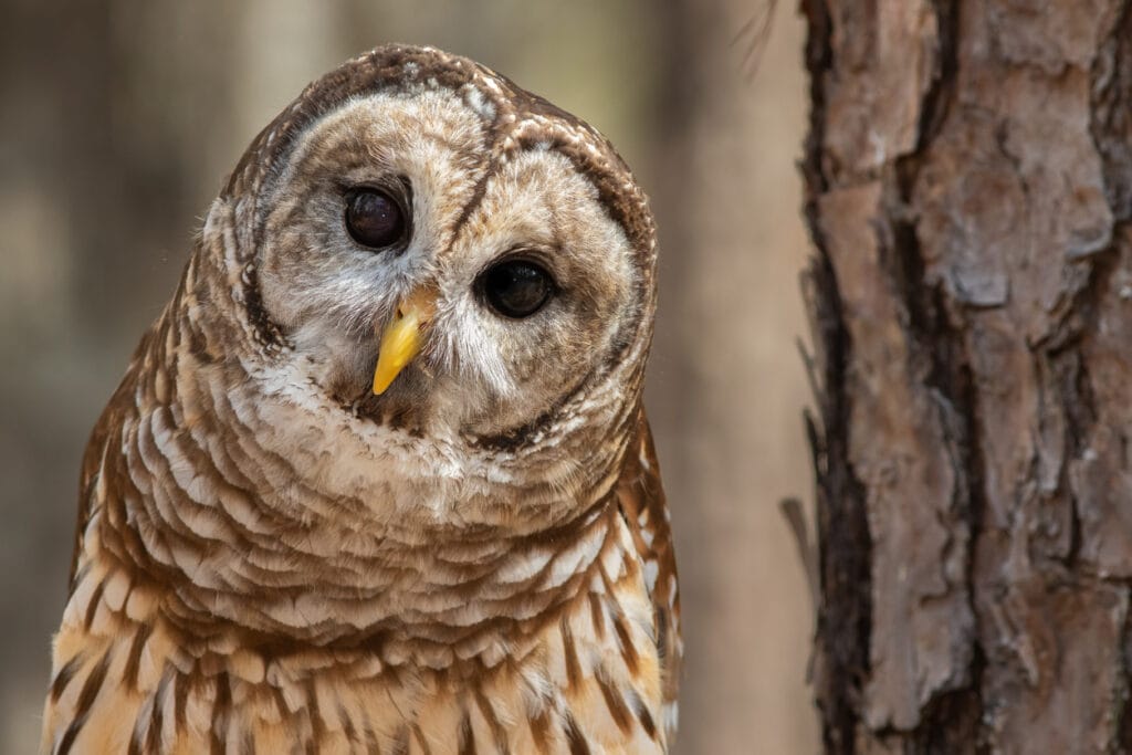 barred owl close up