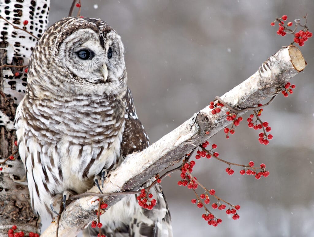 barred owl during winter