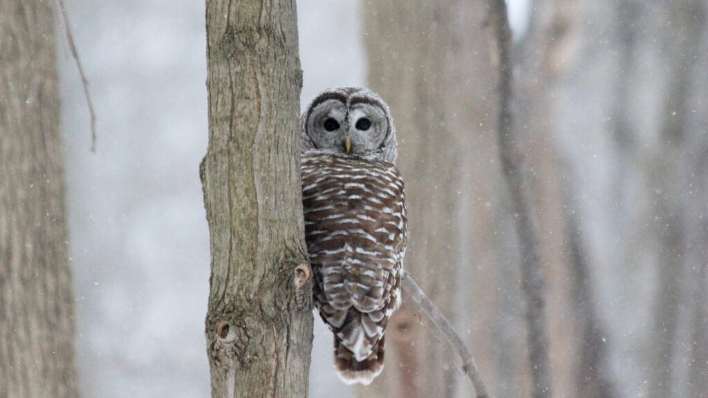 barred owl in a tree