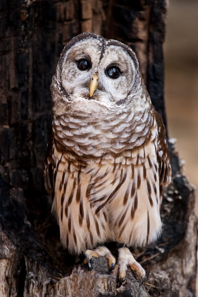 barred owl in a tree opening