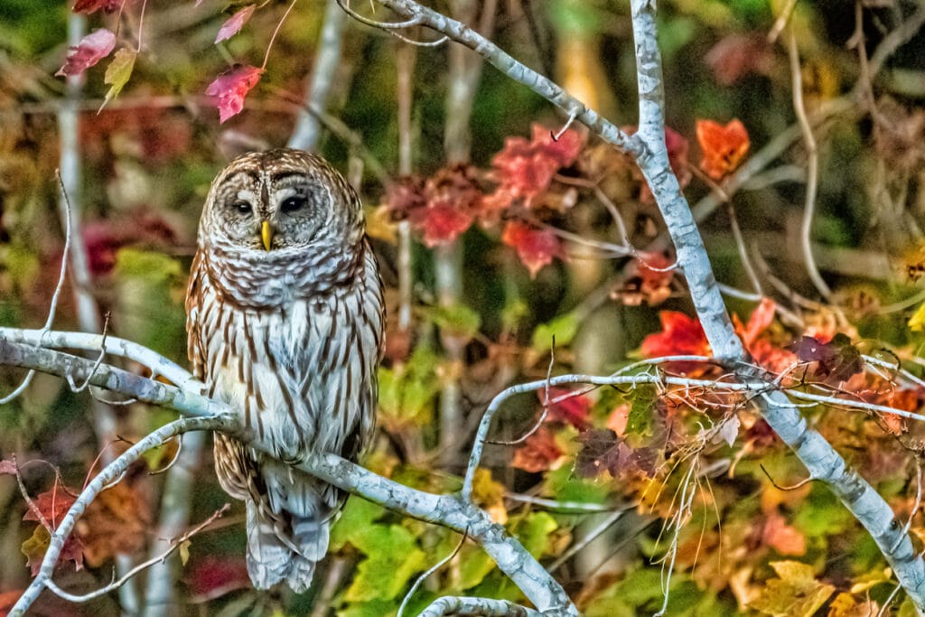 barred owl in autumn