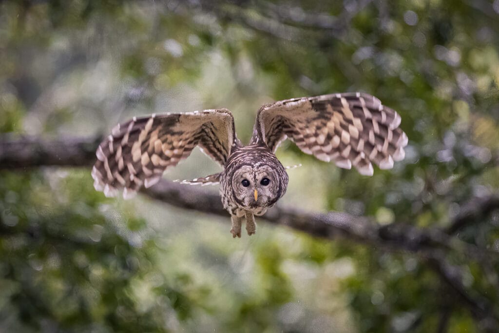 Barred owl in flight