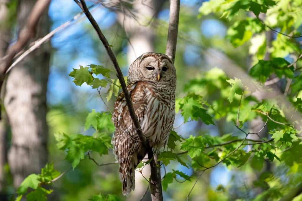 Perched Barred Owl