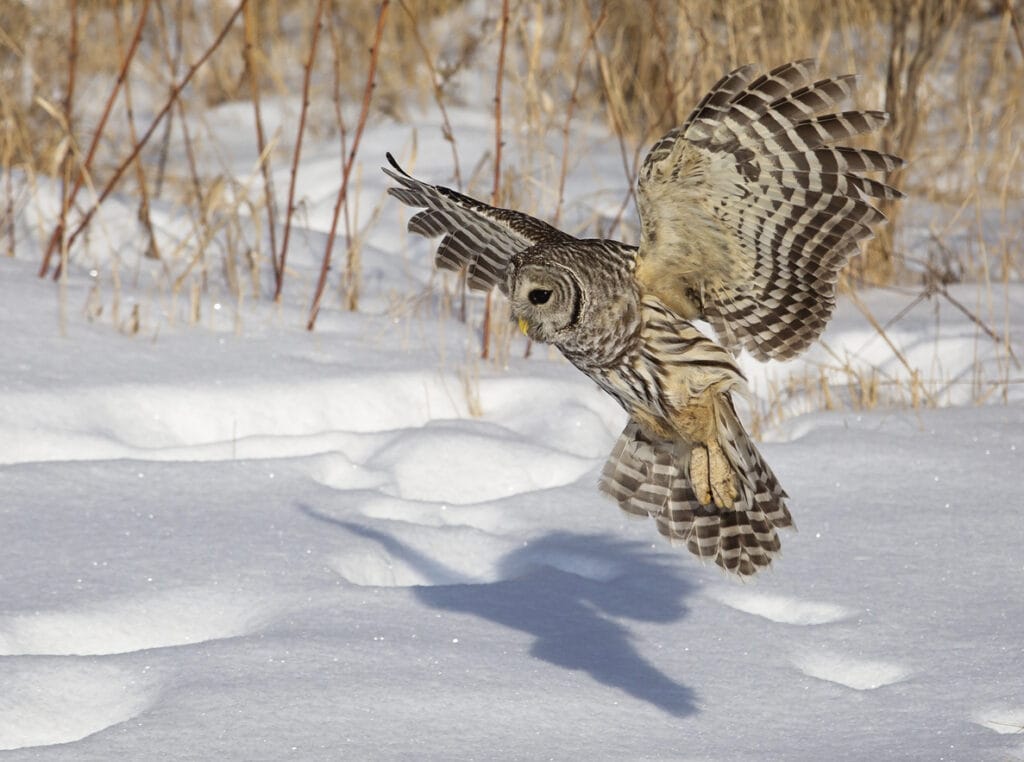 barred owl landing in snow