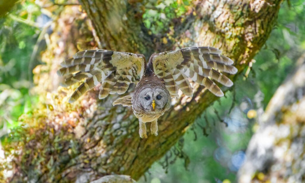 barred owl taking off